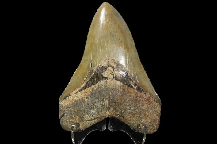 Serrated, Fossil Megalodon Tooth - Beautiful Tooth #89796